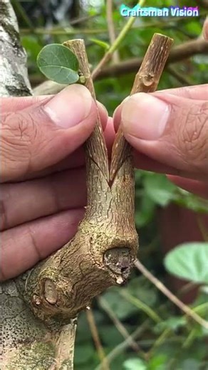 Fruit trees double‑scion side grafting technique