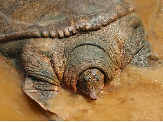 World’s Most Endangered Turtle Gets Some Good News In 2020