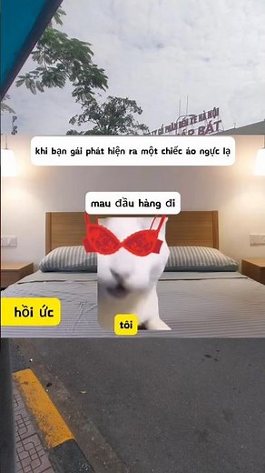 Siêu nhân tiga #cat #meme #catmemes
