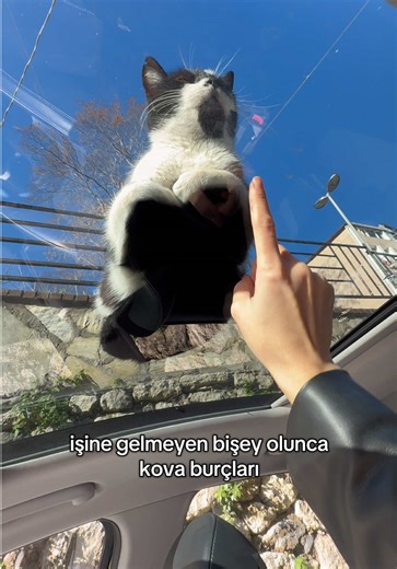 some istanbul’s cat problems 💘 #cat #catsoftiktok #catsofistanbul #keşfet #fyppppppppppppppppppppppp