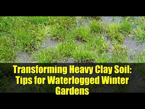 Transforming Heavy Clay Soil: Tips for Waterlogged Winter Gardens