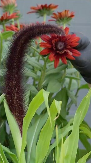 Millet as a Centerpiece? Yes! 🌾