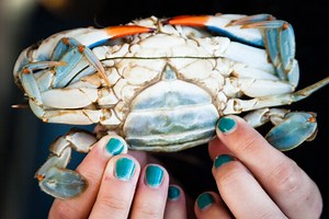 Bay 101: Blue Crabs