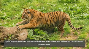 Top 10 Countries Facing Tiger Conservation Challenges