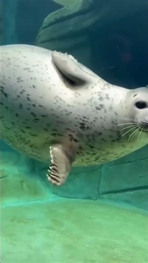 A seal spinning around in the water 🦭💙🌊✨ #seal #aquarium #cute #swimming #animals @chiero_piero