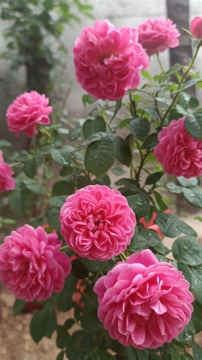 ‼️dhaha//My beautiful Nattu Rose blooming Time lapse🌹 #minivlog #shorts #reels #viral #garden