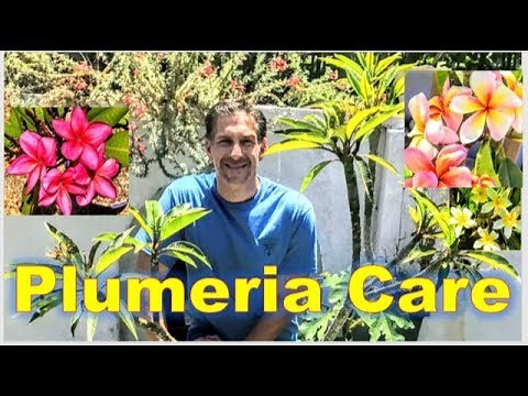 Plumeria a/k/a Frangipani CARE | RE-POTTING | FEEDING | CUTTINGS