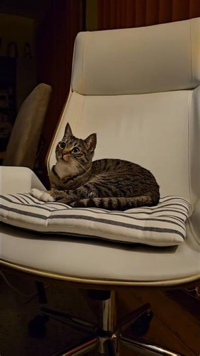 CAT FACTS: The hidden truth about feline "healing" energy. 🐾 #shorts