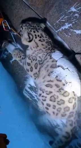 Snow Leopard Rescue Mission! 🐾❄️ #WildlifeRescue #Conservation #AnimalRescue