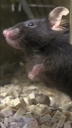 Fact-checking episode 1 - cosmetic testing