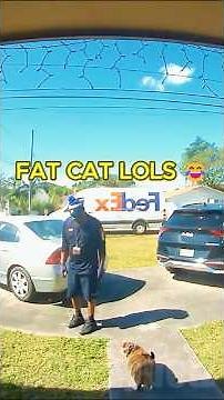These Fat Cats Are TOO MUCH 😂🍩
