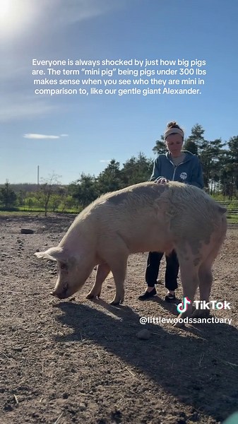 Mini Pig Myths: Why ‘Teacup’ Pigs Still Grow Big
