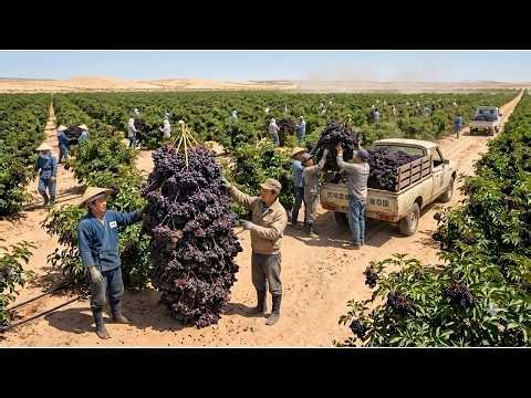 Growing Bob Gordon Elderberries in the Sahara Desert — The Harvest Was Incredible