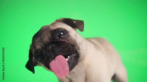 beautiful little fawn pug sticking out tongue and licking plexiglass, being hungry in front of green background