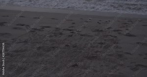 Leatherback baby turtles emerge from their nest in the sand and make a break for the ocean