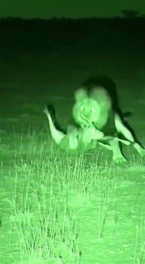 NO ESCAPE! 🦁 Lion vs Deer: The Ultimate Night Hunt!