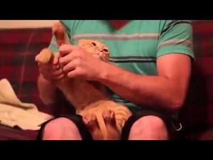 Dubstep cat "drop the bass"