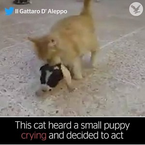 1.8M views · 1.5K shares | Cat hears a puppy crying so adopts it as her own | The Independent | Facebook