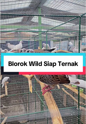 Wellon Farm on TikTok