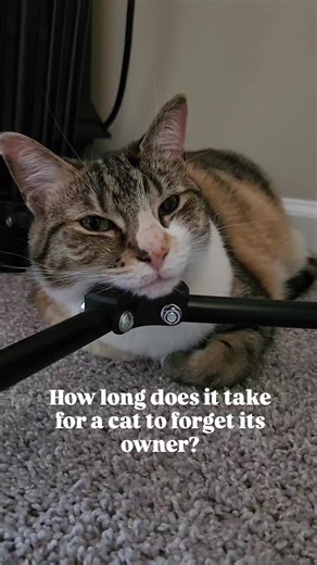 Understanding How Cats Remember Their Owners
