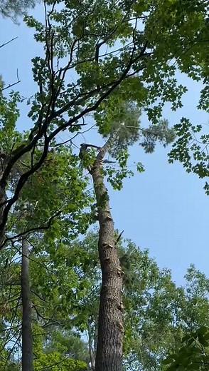 Carlos Reyes on Reels