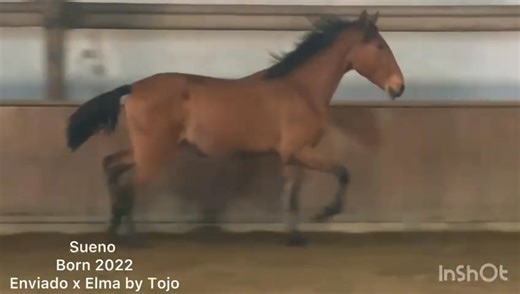 SUENO, born 2023 Lusitano colt — bay, elegant and with naturally balanced gaits — shows amplitude, elasticity and a correct, classical conformation true to the PSL breed. Sueno is at the beginning of his basic training and is already showing a cooperative temperament and athletic qualities that suggest a promising future in sport. 🏅 Top bloodlines: Sire line: Enviado (breed show silver medallist), Viheste (International Grand Prix stallion), and Xaquiro (merit stallion). Dam line: Elma, daughte