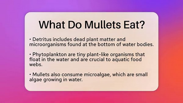 What Do Mullets Eat? - The Marine Life Explorer