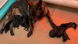8K views · 299 reactions | TEN German Shepherd Puppies only HOURS OLD!!! | German Shepherd Man | Facebook