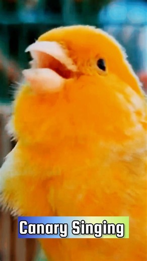 Canary Singing Training Video | Best Canary Singing | Canary Bird Sounds #galerikenariindonesia