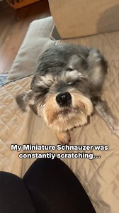 🐶 They can’t tell you why they’re uncomfortable… but they show you. The constant paw-licking, the scratching at night, the shake of the head when something doesn’t feel right. Most owners don’t realise these are early signs of gut imbalance — not “just allergies.” This dog tried to cope quietly until his owner finally understood what he was trying to say. A simple probiotic routine helped calm the irritation and bring him relief. If your dog might be feeling the same, the quiz below can help yo