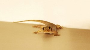Lizards Control Tips: మీ గొడమీద బల్లి ఉందా.. మీ ఇంటి నుంచి అవి పారిపోవాలంటే ఇలా చేయండి