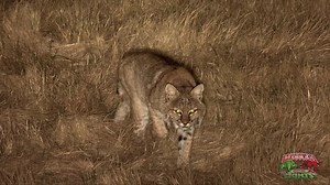 allpredatorcalls.com on TikTok