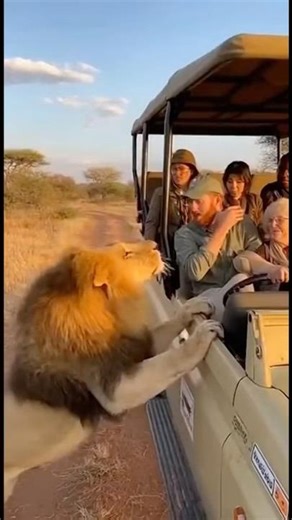 OMG! So Dangerous Safari! Ooooooooooops