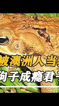 澳洲當初當救星的百只癩蛤蟆，如今泛濫成災！數量爆棚15億，哭也沒用啦！ #奇闻