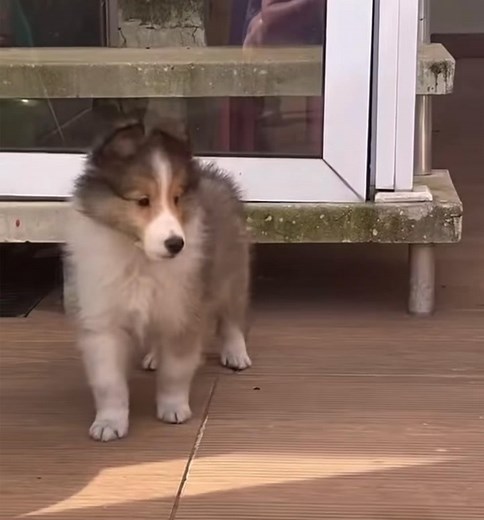 Beautiful Photography💕🐾 Sheltie 💞💯 | Brenda’s Shelties Puppies For Adoption And Rehoming