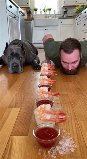 Funny Dog Challenge Compilation You Must Watch