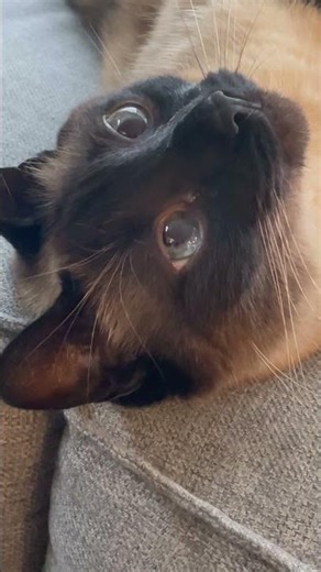 Crazy kitty purrs to himself