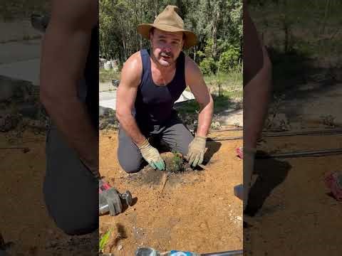 How to plant your FREE Finger Lime Tree!