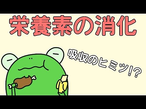 【管理栄養士²の事情】 栄養素の消化・吸収 【解説】