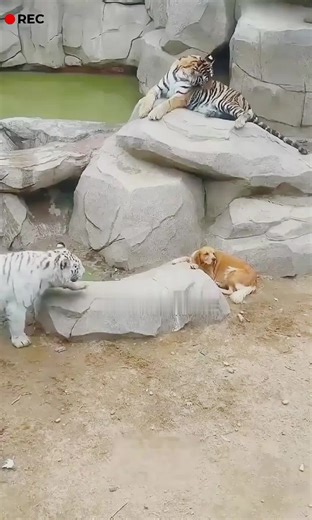 Vidéos de BOSS CKY 🇨🇵 (@bosscky34) avec son original - BOSS CKY 🇨🇵