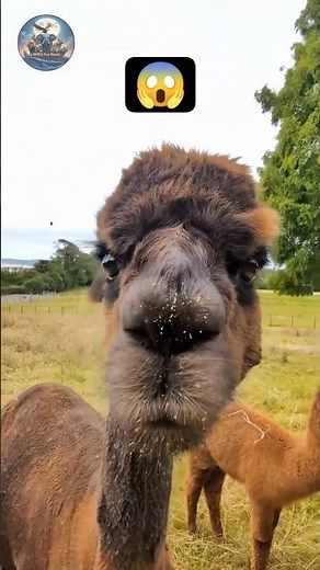 Don’t Mess With Alpacas! 🦙💦 Funniest Spitting Moments Caught on Camera