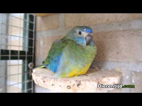 Turquoisine parkiet / Turquoisine parakeet