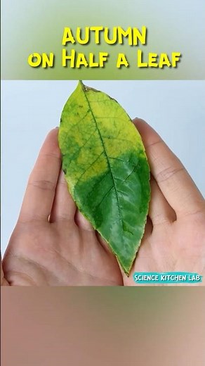 Chlorophyll Science Experiment | How Light Affects Leaf Color #scienceforkids #chlorophyll #biology