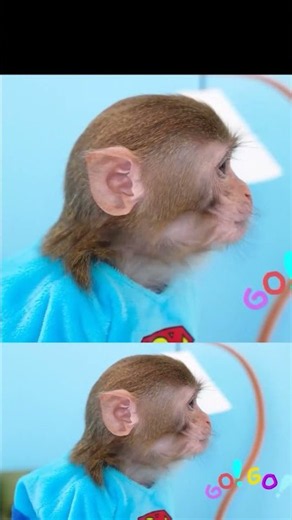 Monkey Baby Shark | Nursery Rhymes & Kids Songs |Bobby Kids Songs