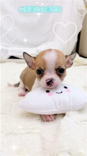吉娃娃寶寶‼️ #幼犬 #puppy #寵物友善日常 #pets