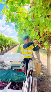 Petik anggur di australia | Metaverse Indonesia NURUL AINI Taiwan