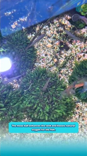 The moss ball enhances the tank and boosts natural oxygen for the fish.