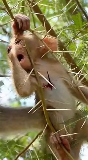 monkey family videos #sadmonkey😢 #CuteAnimals #wildlife #monkeyvideos #animalantics