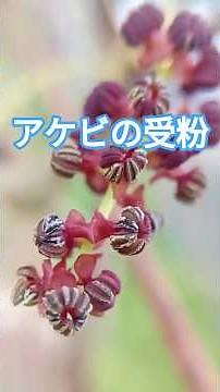 Here's a look at akebi pollination. #homegardening #wildvegetables #wildplants
