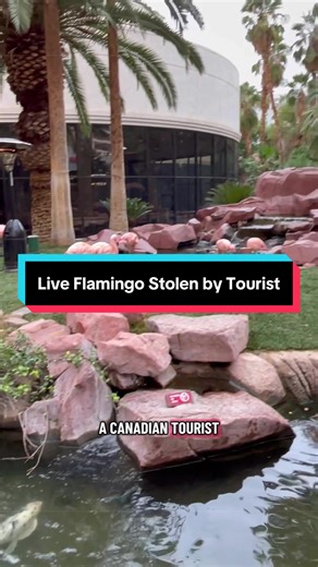 Tourist Steals Live Flamingo in Las Vegas